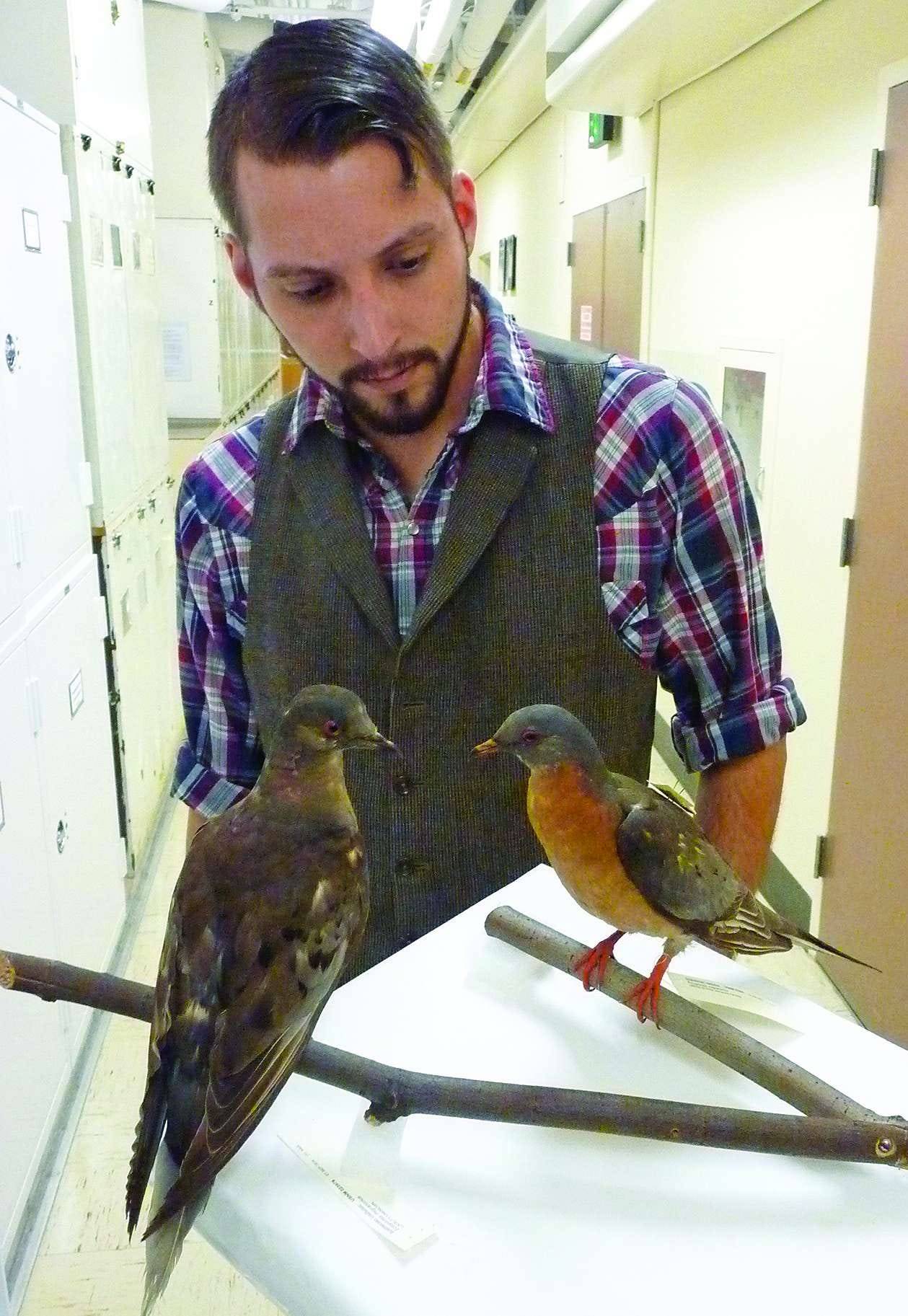Ben Novak looking at two passenger pigeon models
